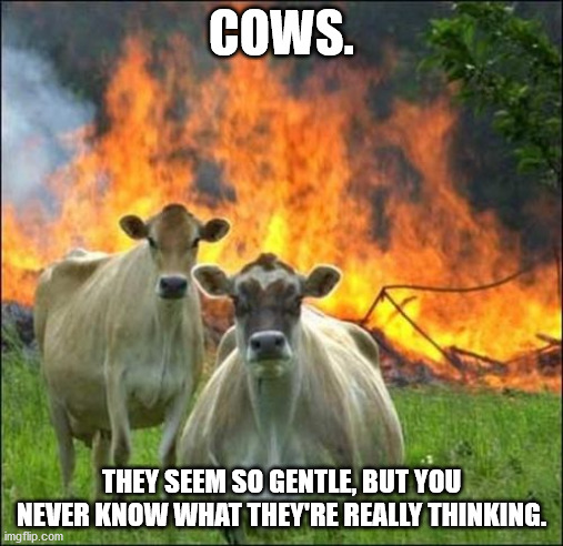 Evil Cows | COWS. THEY SEEM SO GENTLE, BUT YOU NEVER KNOW WHAT THEY'RE REALLY THINKING. | image tagged in memes,evil cows | made w/ Imgflip meme maker