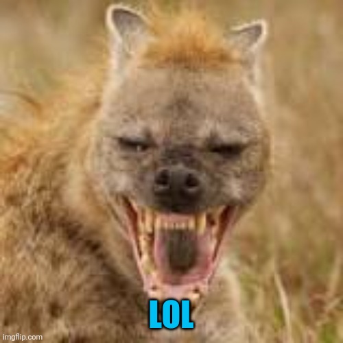 Mohawk hyena | LOL | image tagged in mohawk hyena | made w/ Imgflip meme maker