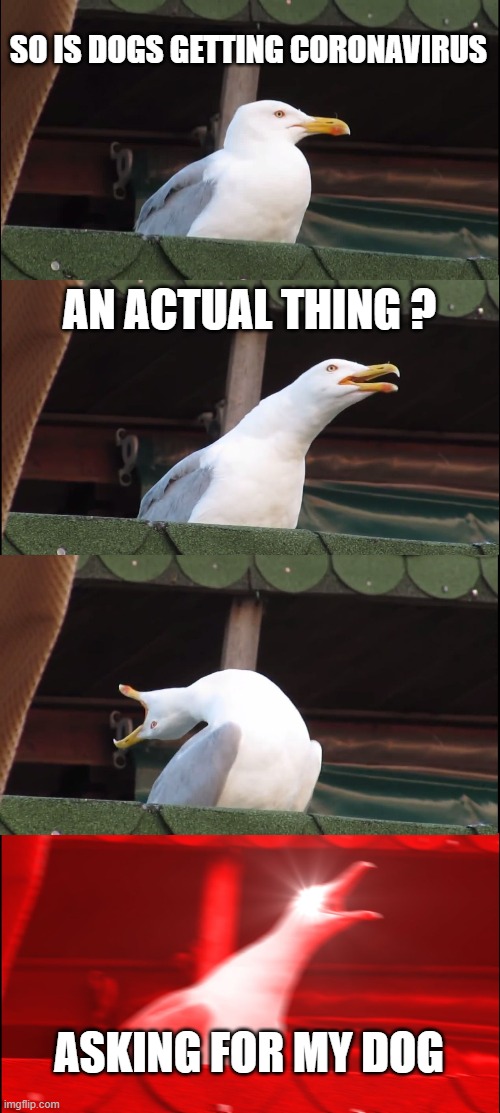 Inhaling Seagull Meme | SO IS DOGS GETTING CORONAVIRUS; AN ACTUAL THING ? ASKING FOR MY DOG | image tagged in memes,inhaling seagull | made w/ Imgflip meme maker