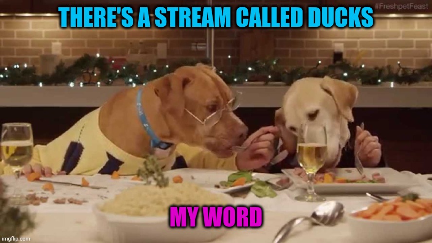 dog dinner | THERE'S A STREAM CALLED DUCKS MY WORD | image tagged in dog dinner | made w/ Imgflip meme maker