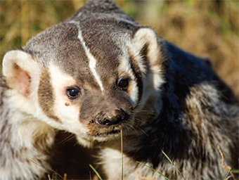 BIOS Badger Blank Meme Template