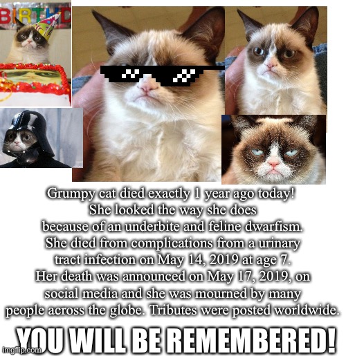 R.I.P GRUMPY CAT | Grumpy cat died exactly 1 year ago today! 
She looked the way she does because of an underbite and feline dwarfism. She died from complications from a urinary tract infection on May 14, 2019 at age 7.
Her death was announced on May 17, 2019, on social media and she was mourned by many people across the globe. Tributes were posted worldwide. YOU WILL BE REMEMBERED! | image tagged in blank template,grumpy cat,education,death,grumpy cat star wars,grumpy cat birthday | made w/ Imgflip meme maker