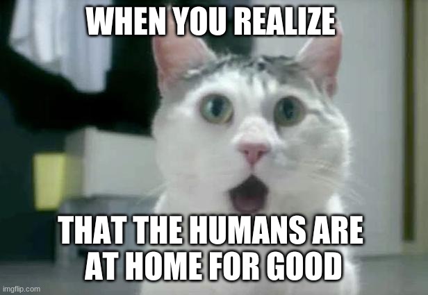 OMG Cat | WHEN YOU REALIZE; THAT THE HUMANS ARE 
AT HOME FOR GOOD | image tagged in memes,omg cat,quarantine | made w/ Imgflip meme maker