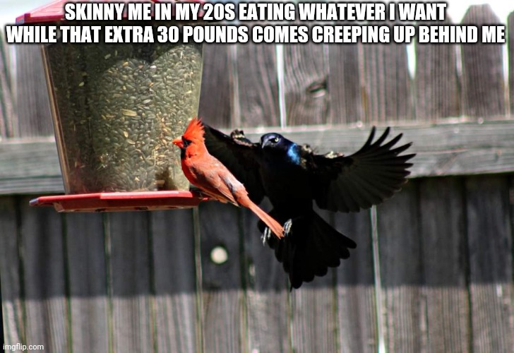 Birds | SKINNY ME IN MY 20S EATING WHATEVER I WANT WHILE THAT EXTRA 30 POUNDS COMES CREEPING UP BEHIND ME | image tagged in birds,fat | made w/ Imgflip meme maker