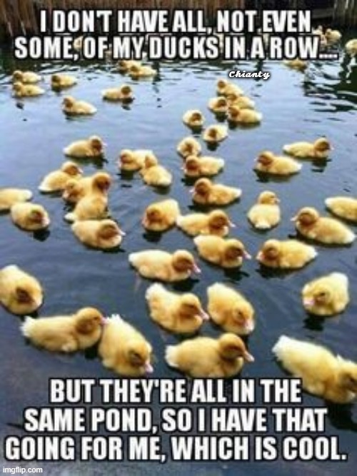 I don't | image tagged in ducks | made w/ Imgflip meme maker