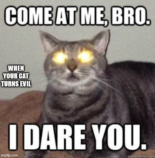 cats | WHEN YOUR CAT TURNS EVIL | image tagged in cats | made w/ Imgflip meme maker
