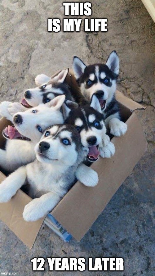 husky puppies | THIS IS MY LIFE; 12 YEARS LATER | image tagged in husky puppies | made w/ Imgflip meme maker