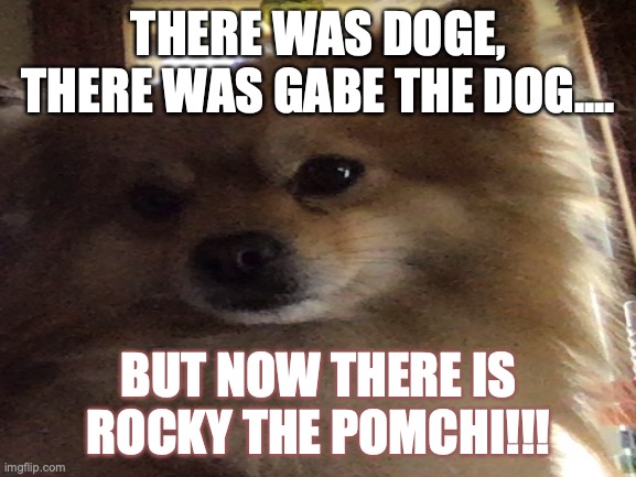 rocky | THERE WAS DOGE,
THERE WAS GABE THE DOG.... BUT NOW THERE IS
ROCKY THE POMCHI!!! | image tagged in memes | made w/ Imgflip meme maker