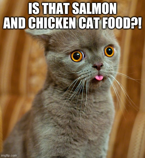 IS that cat food?! | IS THAT SALMON AND CHICKEN CAT FOOD?! | image tagged in more dumb cat | made w/ Imgflip meme maker