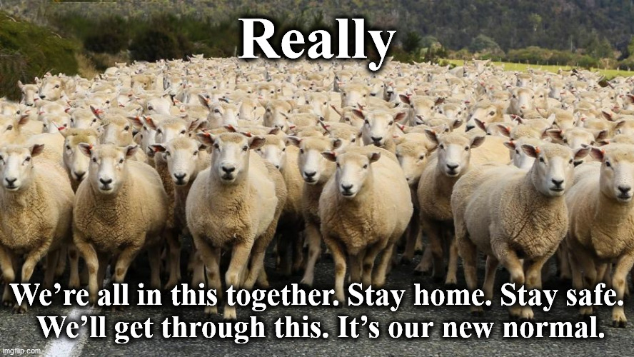 sheep | Really; We’re all in this together. Stay home. Stay safe.
 We’ll get through this. It’s our new normal. | image tagged in sheep | made w/ Imgflip meme maker