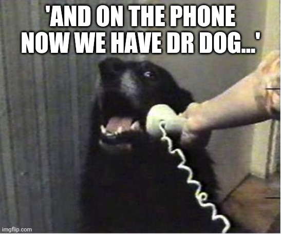 Yes this is dog | 'AND ON THE PHONE NOW WE HAVE DR DOG...' | image tagged in yes this is dog | made w/ Imgflip meme maker