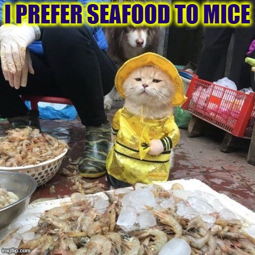 Distinguished Palates Prefer Fancy Feast | I PREFER SEAFOOD TO MICE | image tagged in vince vance,cats,yellow,raincoat,shrimp,funny cat memes | made w/ Imgflip meme maker