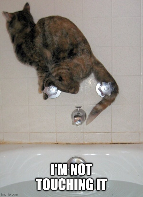 WHEN KITTY REALLY DOESN'T WANT A BATH | I'M NOT TOUCHING IT | image tagged in cats,funny cats | made w/ Imgflip meme maker