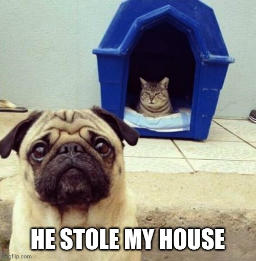 KITTY WINS | HE STOLE MY HOUSE | image tagged in cats,funny cats,pug | made w/ Imgflip meme maker