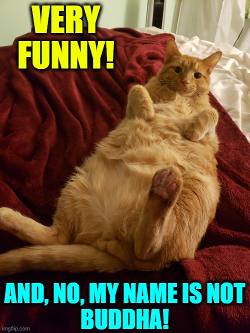 Fat Cat | VERY FUNNY! AND, NO, MY NAME IS NOT
BUDDHA! | image tagged in vince vance,cats,fat cat,buddha,funny cat memes,dieting | made w/ Imgflip meme maker