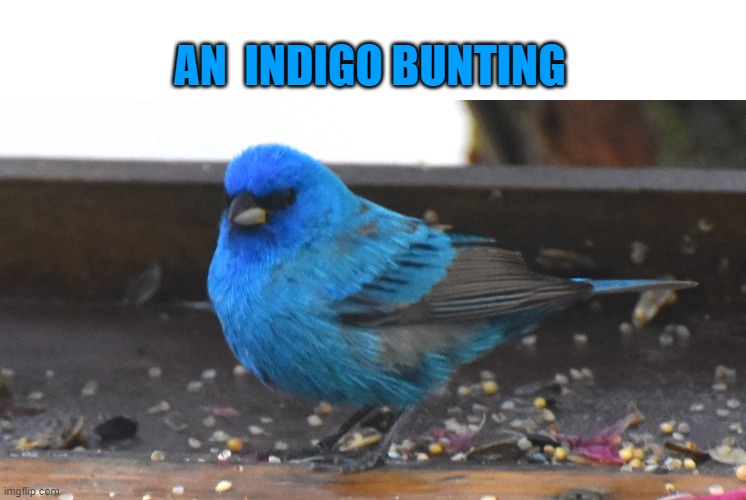 Indigo Bunting | AN  INDIGO BUNTING | image tagged in indigo bunting,bird | made w/ Imgflip meme maker