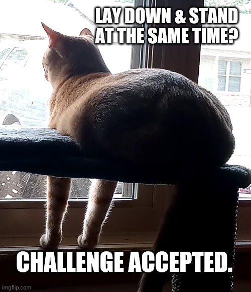 Like a boss. | LAY DOWN & STAND AT THE SAME TIME? CHALLENGE ACCEPTED. | image tagged in cats,animals,cat,pets | made w/ Imgflip meme maker