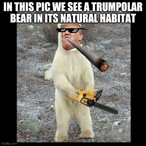 Chainsaw Bear Meme | IN THIS PIC WE SEE A TRUMPOLAR BEAR IN ITS NATURAL HABITAT | image tagged in memes,chainsaw bear | made w/ Imgflip meme maker