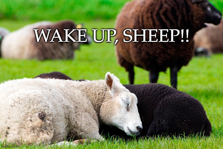wake up, sheep! | WAKE UP, SHEEP!! | image tagged in awarness,woke | made w/ Imgflip meme maker