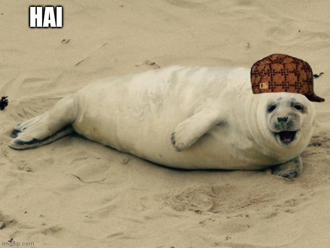 Happy seal | HAI | image tagged in happy seal | made w/ Imgflip meme maker
