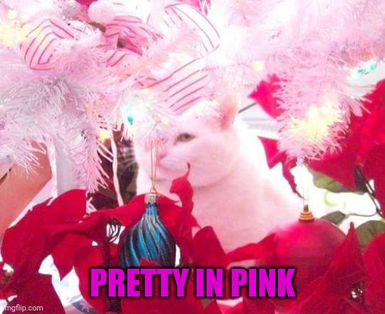 Pretty in pink | PRETTY IN PINK | image tagged in cats | made w/ Imgflip meme maker