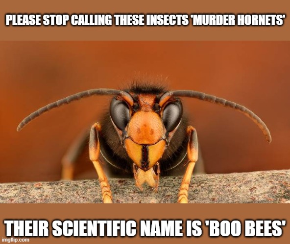 Boo Bees | PLEASE STOP CALLING THESE INSECTS 'MURDER HORNETS'; THEIR SCIENTIFIC NAME IS 'BOO BEES' | image tagged in murder hornet,boo bees | made w/ Imgflip meme maker