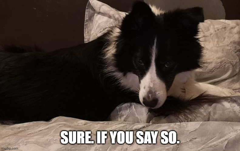 Freyja | SURE. IF YOU SAY SO. | image tagged in dogs | made w/ Imgflip meme maker