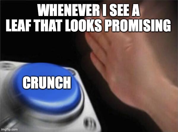 I mean... Right? | WHENEVER I SEE A LEAF THAT LOOKS PROMISING; CRUNCH | image tagged in memes,blank nut button | made w/ Imgflip meme maker