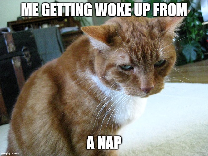 ME GETTING WOKE UP FROM; A NAP | image tagged in grumpy cat | made w/ Imgflip meme maker