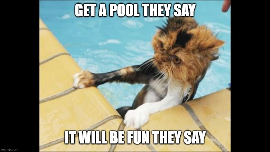 GET A POOL THEY SAY; IT WILL BE FUN THEY SAY | image tagged in cat | made w/ Imgflip meme maker
