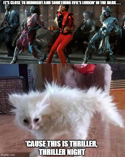 IT'S CLOSE TO MIDNIGHT AND SOMETHING EVIL'S LURKIN' IN THE DARK . . . 'CAUSE THIS IS THRILLER, 
THRILLER NIGHT | image tagged in cat dmtworld,michael jackson,thriller,cat,lol,funny cats | made w/ Imgflip meme maker