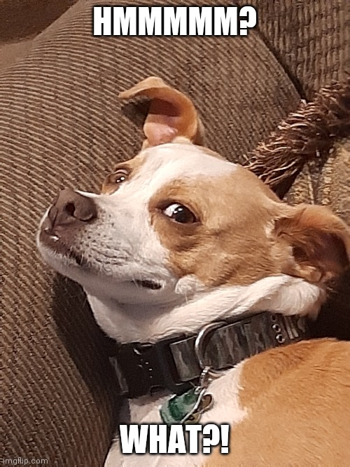 Confused doggo | HMMMMM? WHAT?! | image tagged in confused dog | made w/ Imgflip meme maker