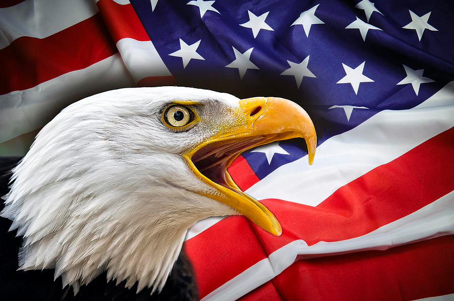 High Quality bald eagle us flag Blank Meme Template