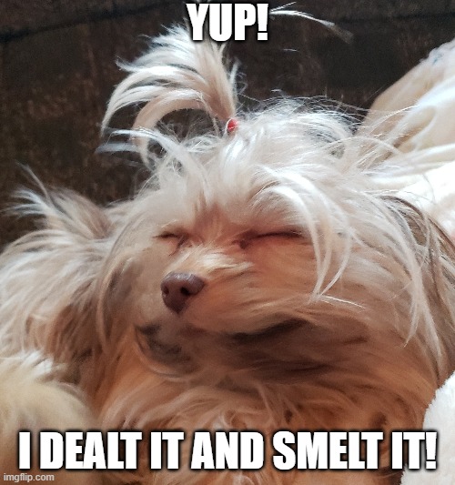 Coco | YUP! I DEALT IT AND SMELT IT! | image tagged in funny dogs | made w/ Imgflip meme maker