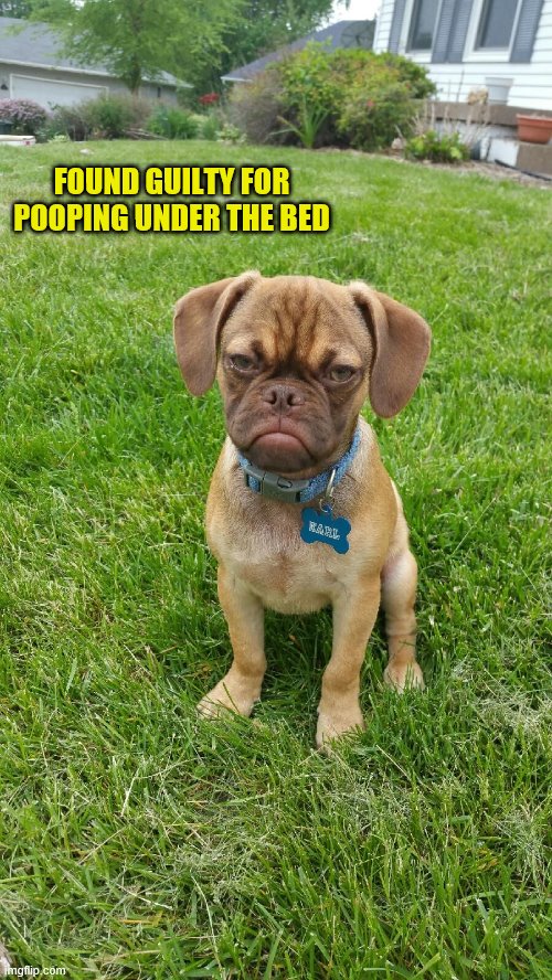 Bad dog | FOUND GUILTY FOR POOPING UNDER THE BED | image tagged in earl the grumpy dog | made w/ Imgflip meme maker