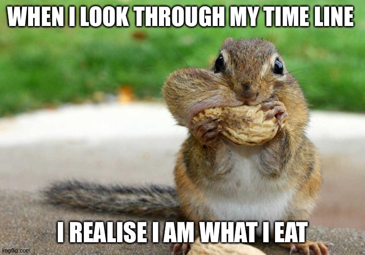 funny squirrel | WHEN I LOOK THROUGH MY TIME LINE; I REALISE I AM WHAT I EAT | image tagged in funny squirrel | made w/ Imgflip meme maker