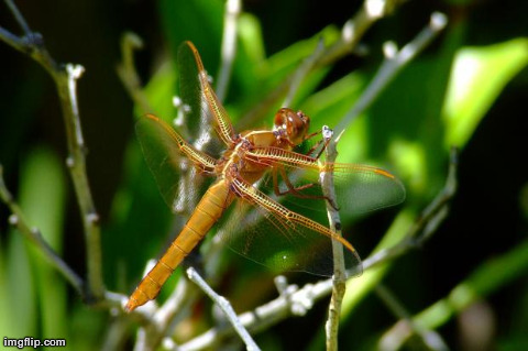 image tagged in bugly | made w/ Imgflip meme maker