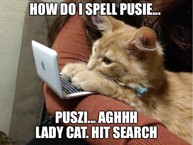 Lazy cat  | HOW DO I SPELL PUSIE... PUSZI... AGHHH LADY CAT. HIT SEARCH | image tagged in lazy cat | made w/ Imgflip meme maker