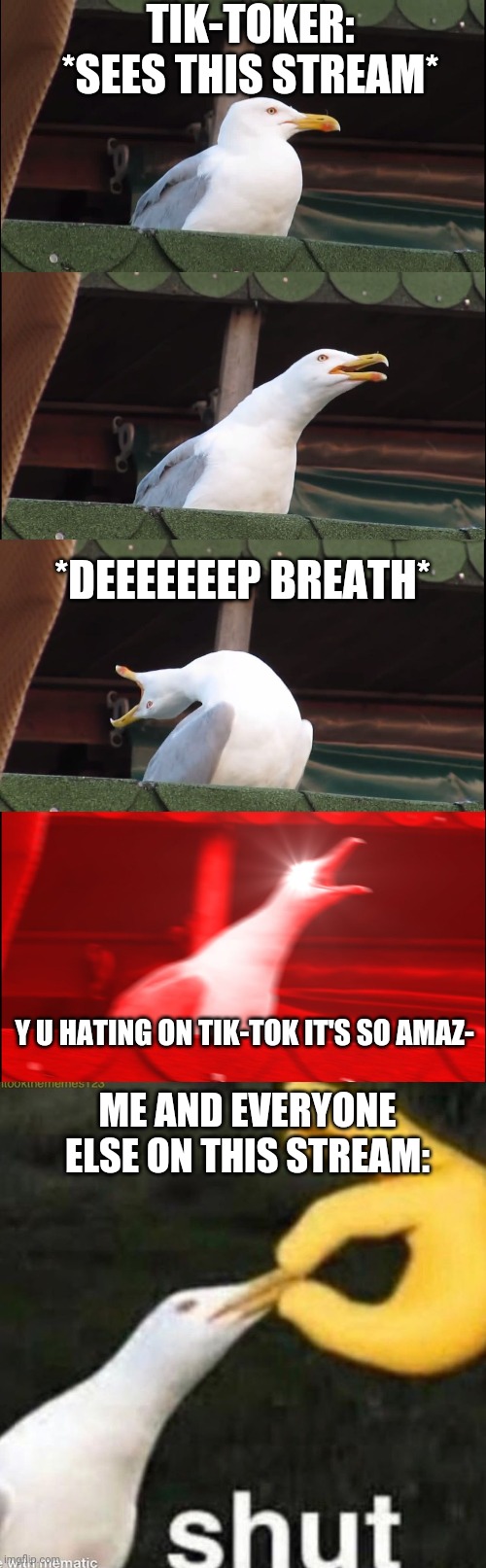 Shut up, bird brain! | TIK-TOKER: *SEES THIS STREAM*; *DEEEEEEEP BREATH*; Y U HATING ON TIK-TOK IT'S SO AMAZ-; ME AND EVERYONE ELSE ON THIS STREAM: | image tagged in memes,inhaling seagull,shut gull | made w/ Imgflip meme maker