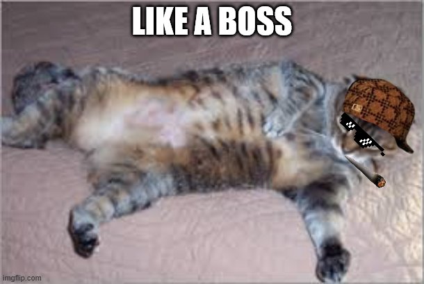 like a boss | LIKE A BOSS | image tagged in cats | made w/ Imgflip meme maker