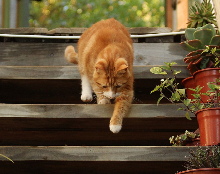 High Quality outdoor cat Blank Meme Template