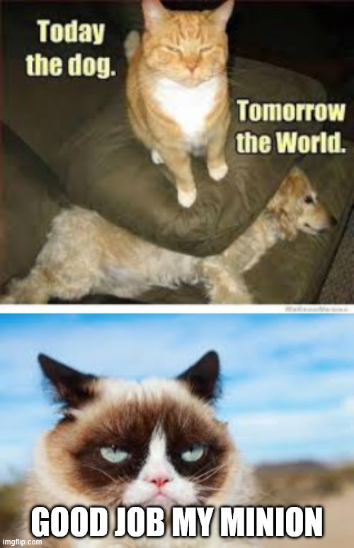 invading cats | GOOD JOB MY MINION | image tagged in grumpy cat,funny cats | made w/ Imgflip meme maker