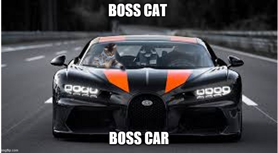 boss cat boss car | BOSS CAT; BOSS CAR | image tagged in car | made w/ Imgflip meme maker