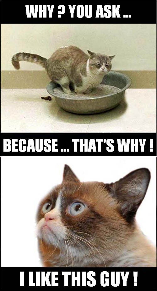 Grumpys Litter Tray Appreciation | WHY ? YOU ASK ... BECAUSE ... THAT'S WHY ! I LIKE THIS GUY ! | image tagged in fun,grumpy cat,cats,litter box | made w/ Imgflip meme maker