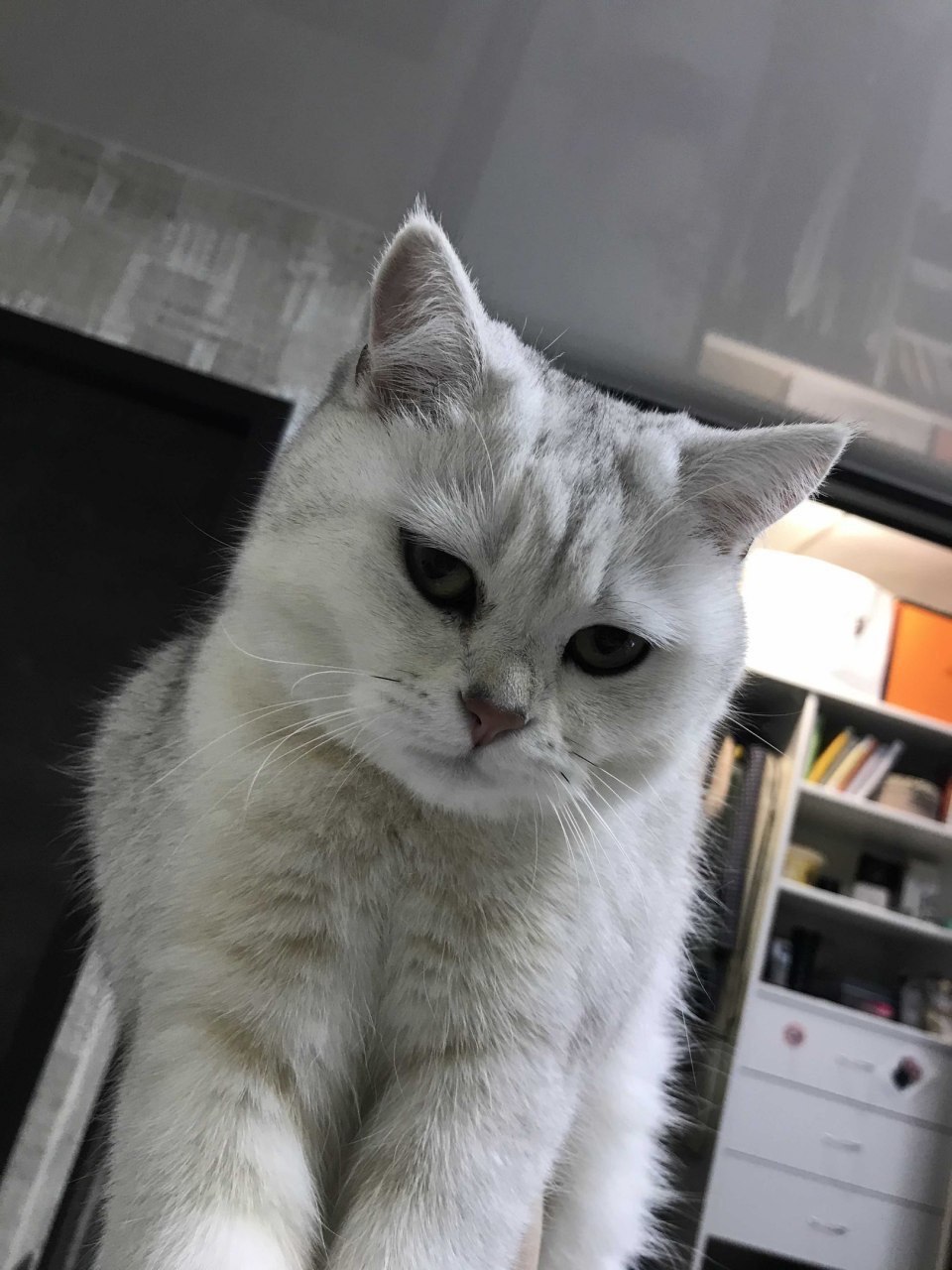 Mia The Kajit Blank Meme Template