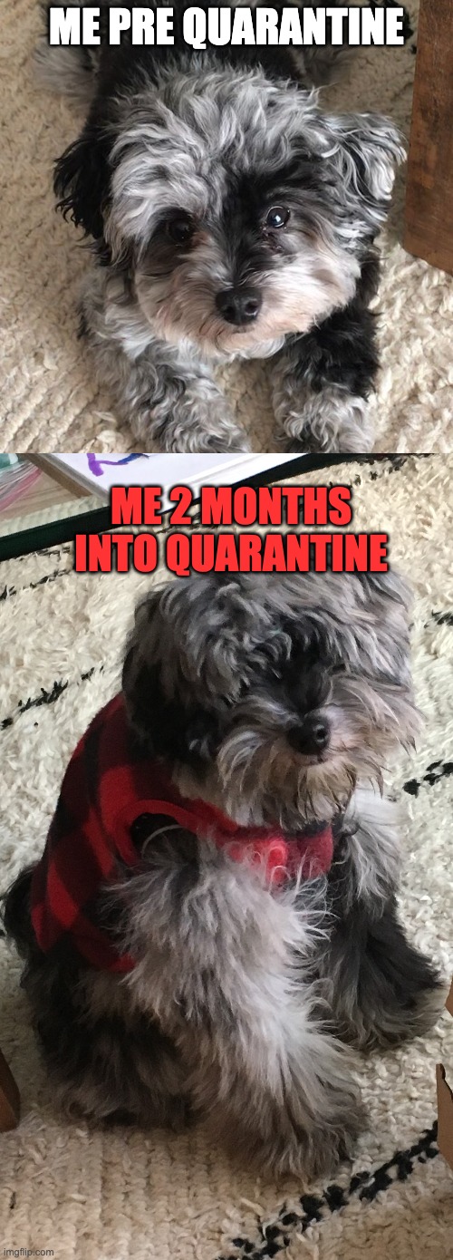 Covid Dog | ME PRE QUARANTINE; ME 2 MONTHS INTO QUARANTINE | image tagged in meme,schnoodle,quarantine,covid-19 | made w/ Imgflip meme maker
