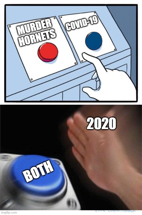 two buttons 1 blue | COVID-19; MURDER HORNETS; 2020; BOTH | image tagged in two buttons 1 blue | made w/ Imgflip meme maker