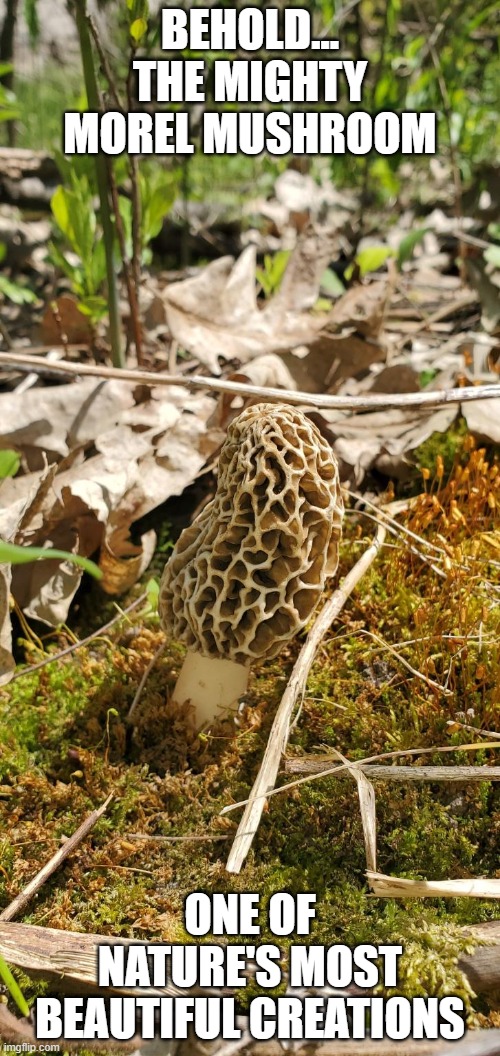 Morel Season Is In Full Swing In Wisconsin Now! | BEHOLD... THE MIGHTY MOREL MUSHROOM; ONE OF NATURE'S MOST BEAUTIFUL CREATIONS | image tagged in mushrooms,hunting season | made w/ Imgflip meme maker