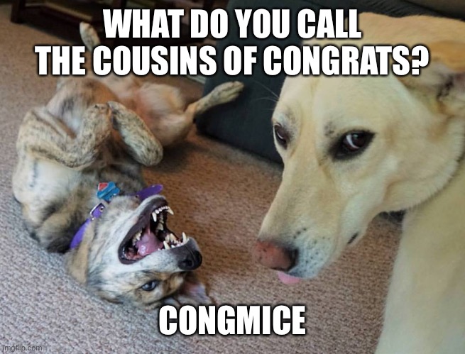 Bad Joke Dog | WHAT DO YOU CALL THE COUSINS OF CONGRATS? CONGMICE | image tagged in bad joke dog | made w/ Imgflip meme maker