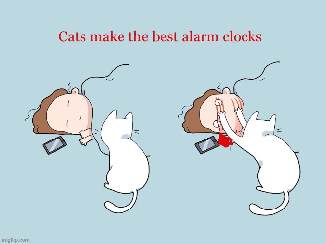 warning an alarming image | CATS MAKE THE BEST ALARM CLOCKS | image tagged in cats,alarm clock | made w/ Imgflip meme maker
